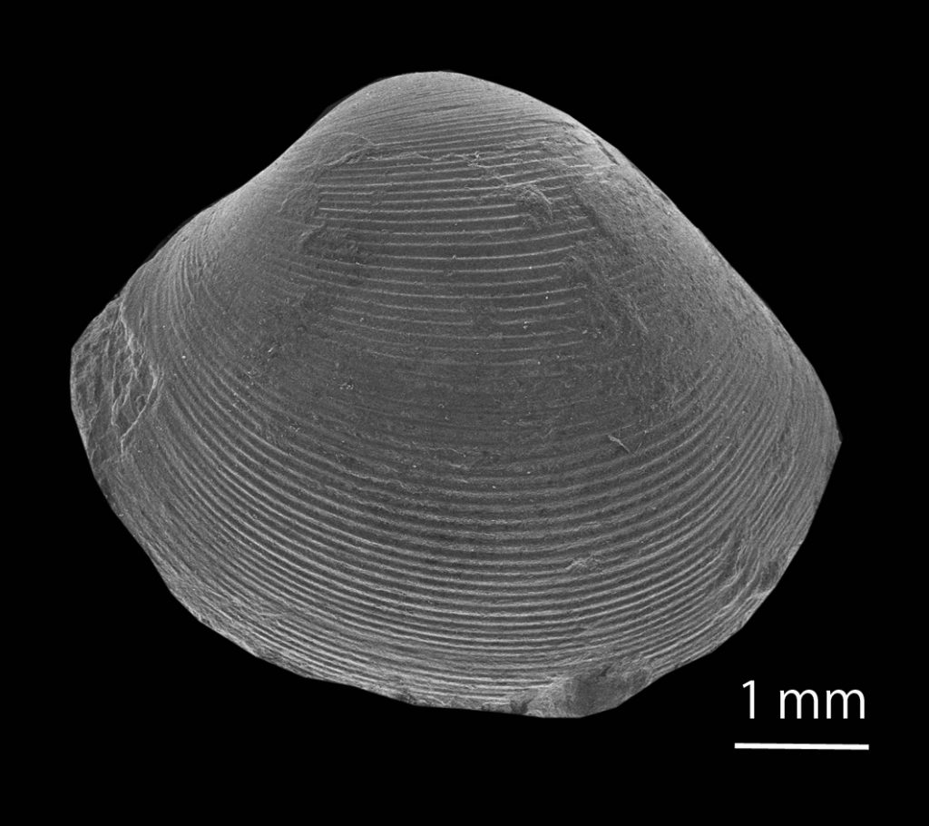 恐竜絶滅後も生きのびた二枚貝の化石発見 ニュース 上越妙高タウン情報