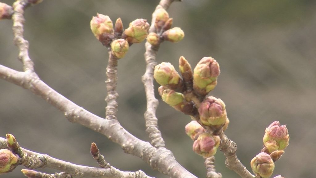 明日から観桜かい