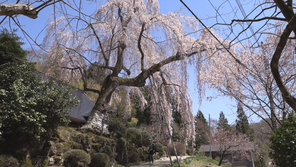 190416_吉川区シダレザクラ満開2