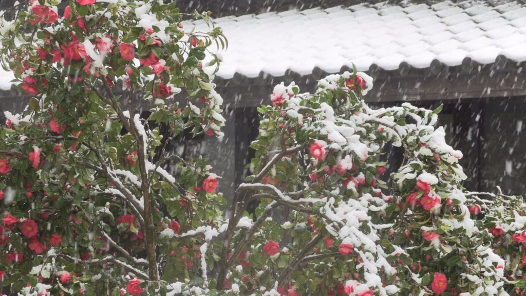 190402_平野部で雪1