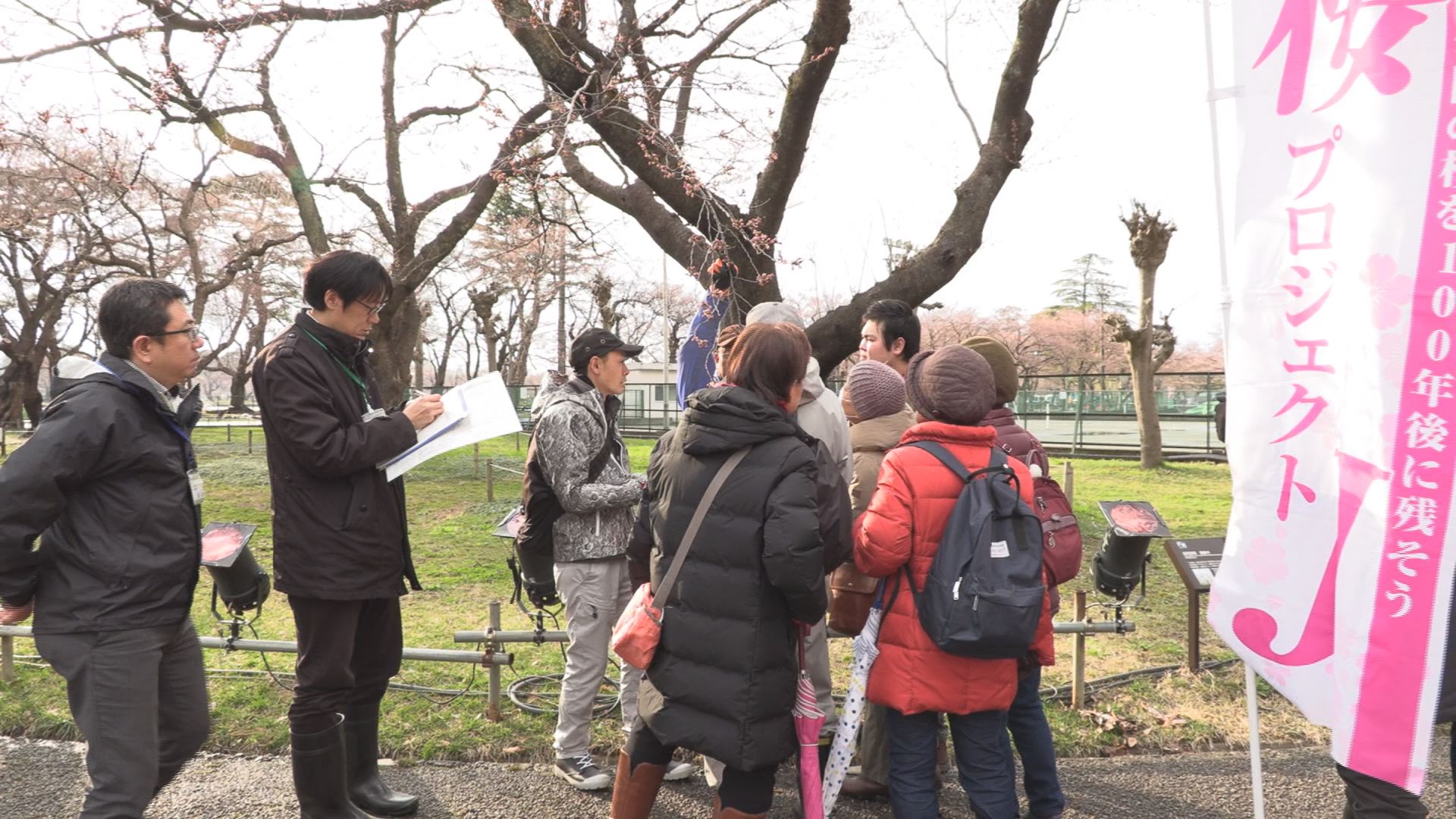 高田公園 サクラの健康状態は 花数調査実施 ニュース 上越妙高タウン情報 Part