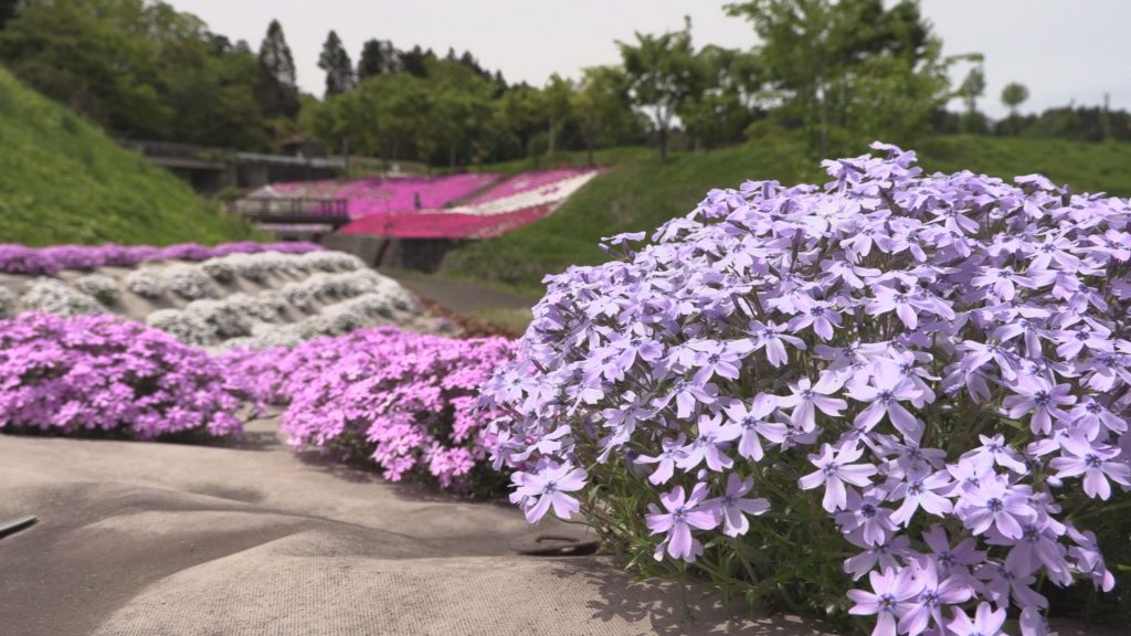 190509_やすらぎ荘シバザクラ見頃6