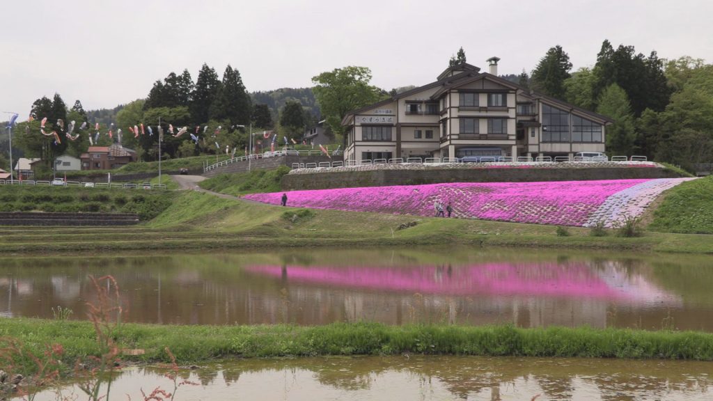 190509_やすらぎ荘シバザクラ見頃5