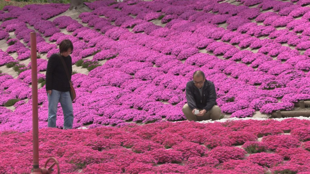 190509_やすらぎ荘シバザクラ見頃2