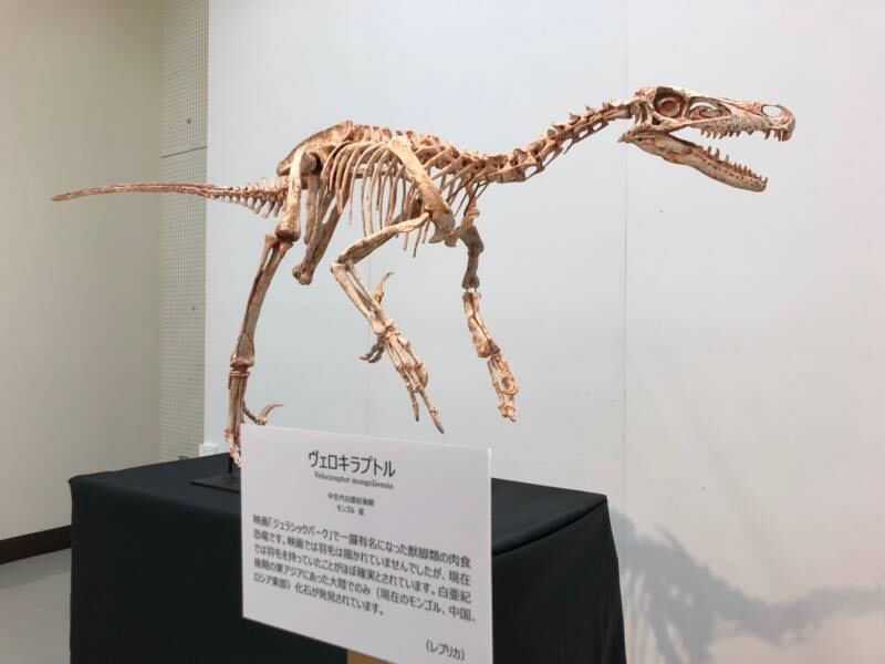 本物です 上越科学館にティラノサウルス大腿骨の化石 展示中 ニュース 上越妙高タウン情報