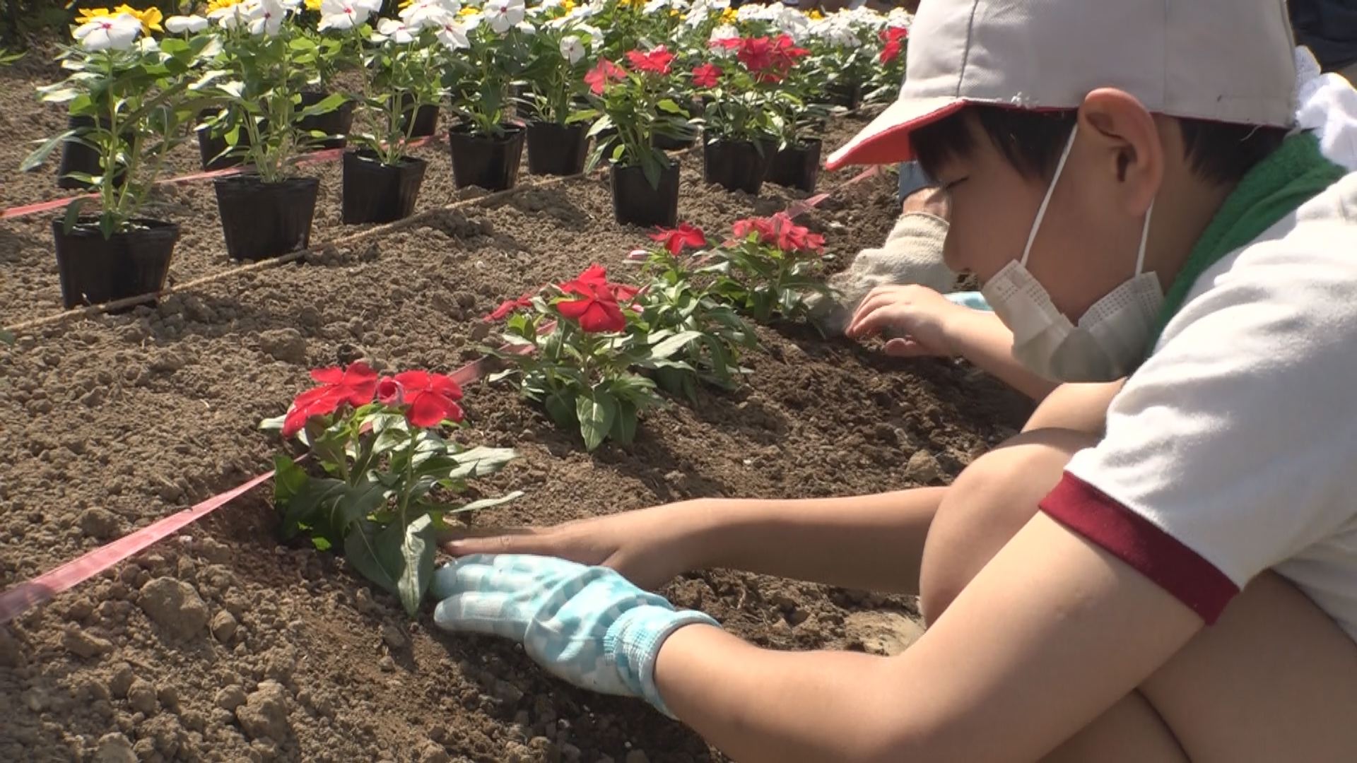 稲田小4年生 関川河川敷で花の苗植え ニュース 上越妙高タウン情報