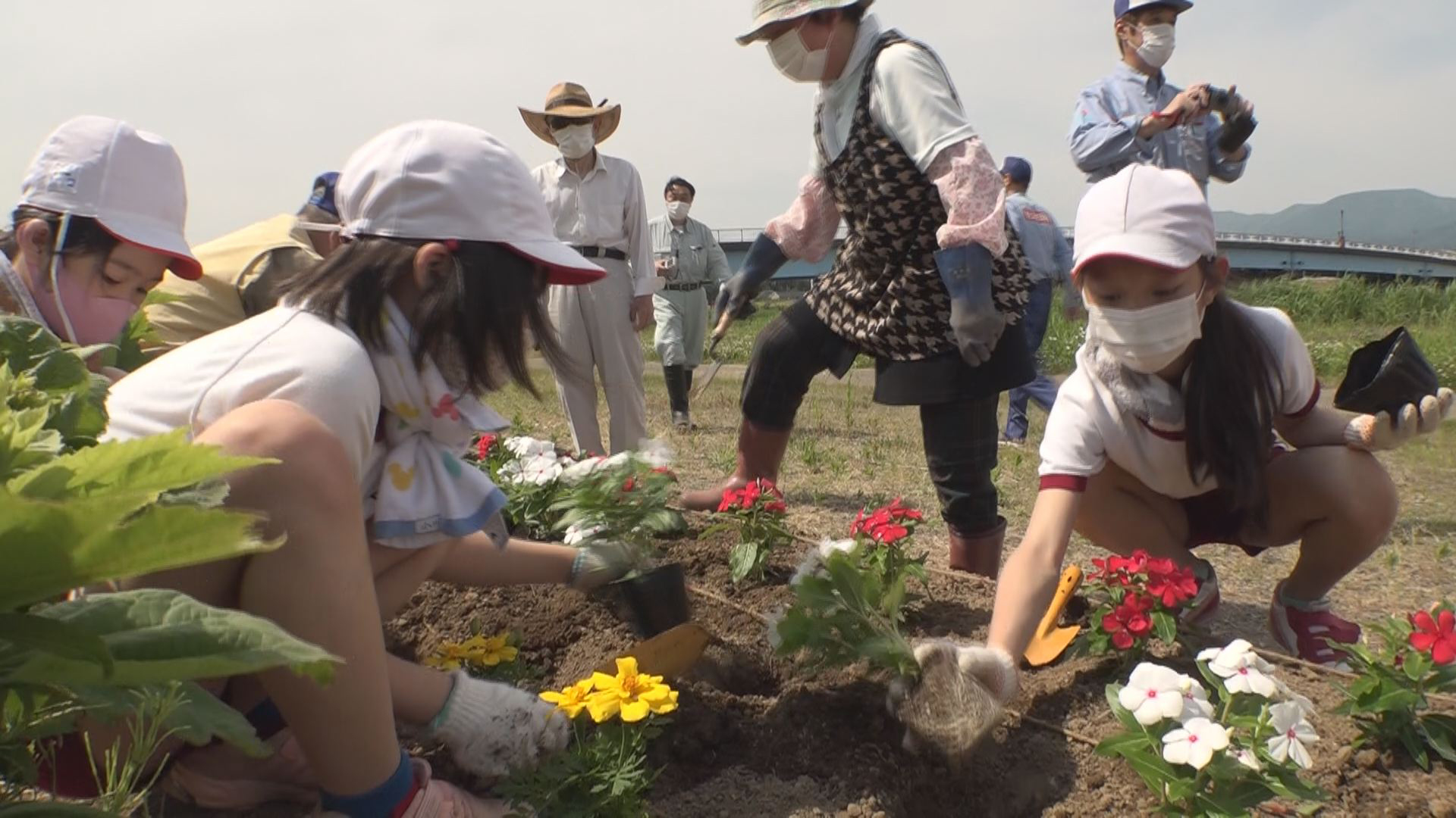 稲田小4年生 関川河川敷で花の苗植え ニュース 上越妙高タウン情報