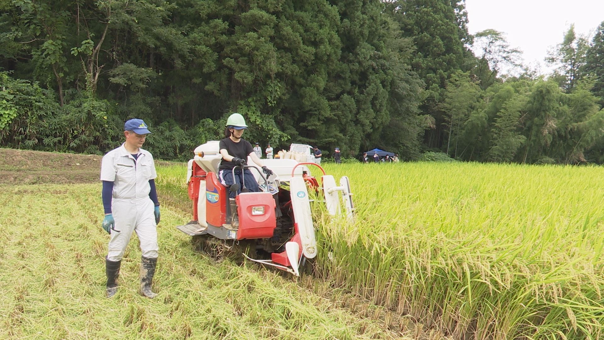 JAえちご上越 新人職員がコンバインで稲刈り！ | ニュース | 上越妙高タウン情報