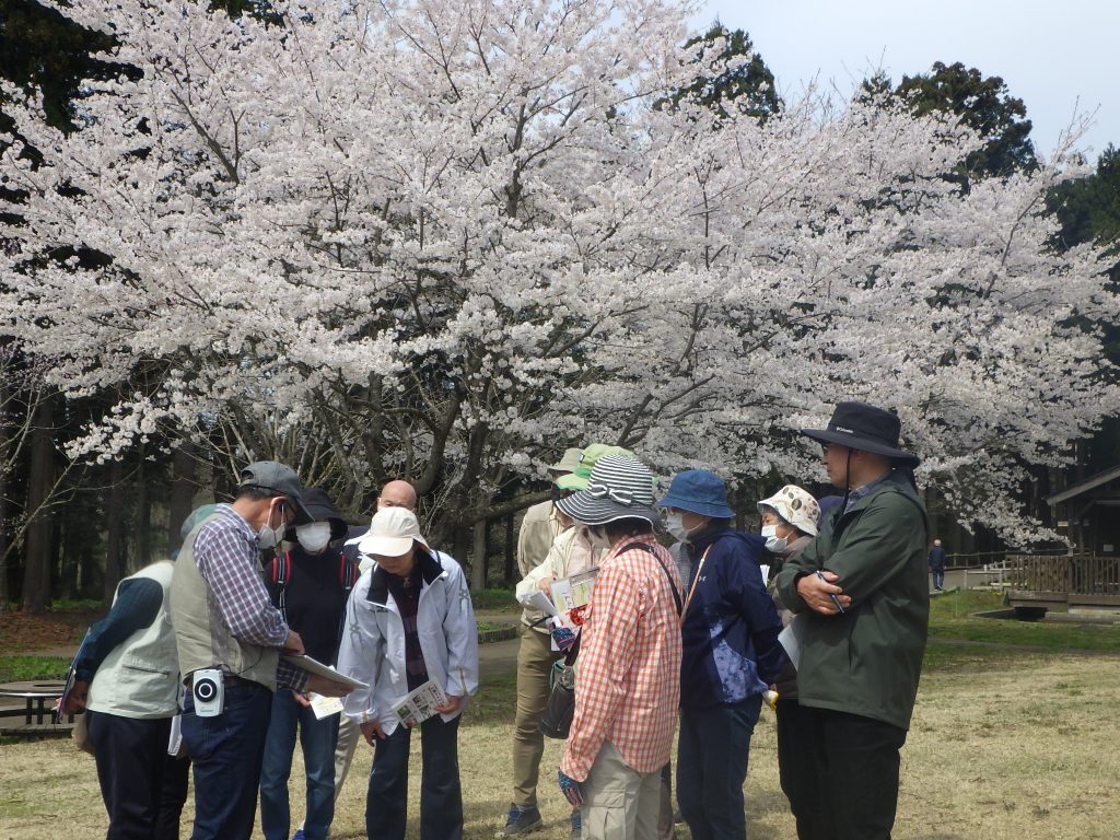 R6.4.7潟来さんぽ②（植物観察会）